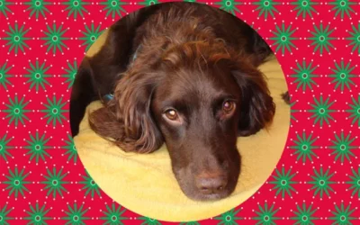 5 tips to keep your pets calm at Christmas time